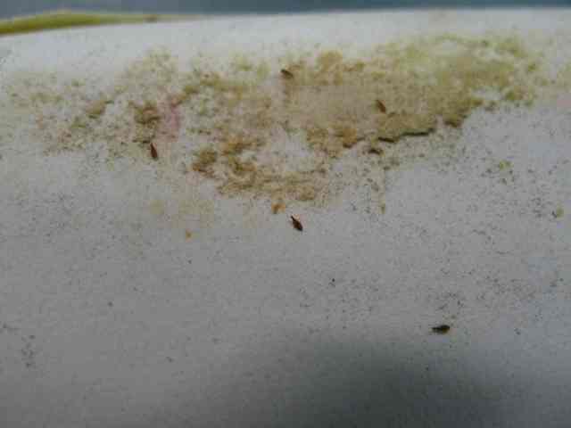 mould and thrips